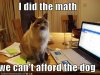 funny-pictures-cat-did-the-math-and-you-cannot-afford-the-dog.jpg