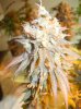 35- Q1 topbud closeup 1-10-13.jpg