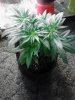 Jack Herer. vegging. getting ready 2 flower. 06-10.jpg