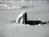 US_Navy_030427-O-0000B-002_Polar_Bear_attacks_Sub.jpg