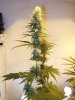 4wf-sativa2.jpg