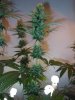 4wf-sativa3.jpg