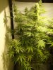 13 JUNE 6 week LSD into flower 1.jpg