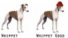 whippet good.jpg