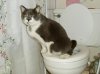 CATONTOILET01-1328776873.jpg