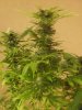 Nirvana Northern Lights Day 16 Flower Jun 2013 1.jpg