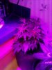 Jack Herer. Flowering. 06-18.jpg