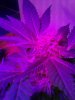 Blueberry. Flowering. 06-18.jpg
