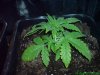 20 Days - Plant 3.jpg