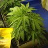 day31_plant6.jpg