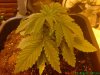 22 Days Plant 1 Top Shot.jpg