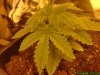 22 Days Plant 2 Top Shot.jpg