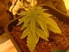 22 Days Plant 3 Leaf 3.jpg