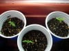 NewSprouts_Day6.jpg