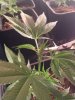 02-top-marijauna-plant.JPG