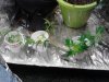 Clones took 06-20 of Casey Jones, Belladonna(2), & Wild Rose..jpg