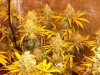 Herb Man Hustling  Week 10 Flowering 037.jpg