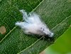 Wooly aphid.jpg