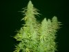 Trainwreck 48 Days Flower Jun 2013 2.jpg