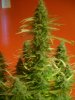 Trainwreck 48 Days Flower Jun 2013.jpg