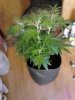 Jack Herer. flowering. 06-24.jpg