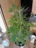 White Urkle. 11 to 12 week flowering. 06-24.jpg