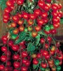 vegetable_suppersweet_tomato_plants.jpg