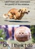 Hover+dog+vs+hover+cat.jpg