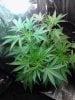 Jack Herer. flowering. 06-26.jpg