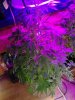 White Urkle. flowering. 06-26.jpg