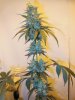 6wf-indica1.jpg