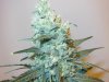 6wf-indica1-top.jpg