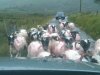 Irish-Traffic-Jam.jpg