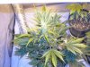 first_grow_304.jpg