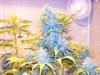 first_grow_286.jpg