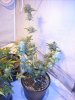 first_grow_293.jpg