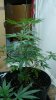 2 days before flowering 002.jpg