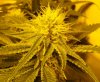 7-1-13 Skunk#1 closeup 4.jpg