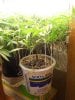 May4bagseedclones_zpsc004fa3c.jpg