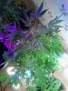 Danks Purple Fire. flowering. 07-01.jpg