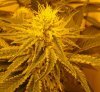 7-3-13 Skunk#1 closeup 2.jpg