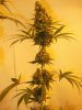 7wf-sativa1.jpg