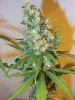 7wf-sativa1top.jpg