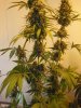 7wf-sativa2.jpg