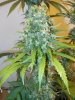 7wf-sativa2top.jpg