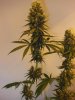 7wf-sativa3.jpg