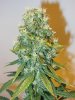 7wf-sativa3top.jpg