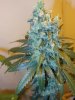 7wf-indica1top.jpg