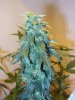 7wf-indica2top.jpg