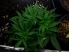 4wv-sativa1clonelsttop.jpg